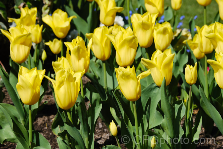 Tulipa 'Bolray. Honey' (<i>Category 3 —. Triumph Hybrid</i>), a cultivar registered by the Dutch company. Remarkable. Tulips, this pure yellow flower is borne on short, weather-resistant stems. Order: Liliales, Family: Liliaceae