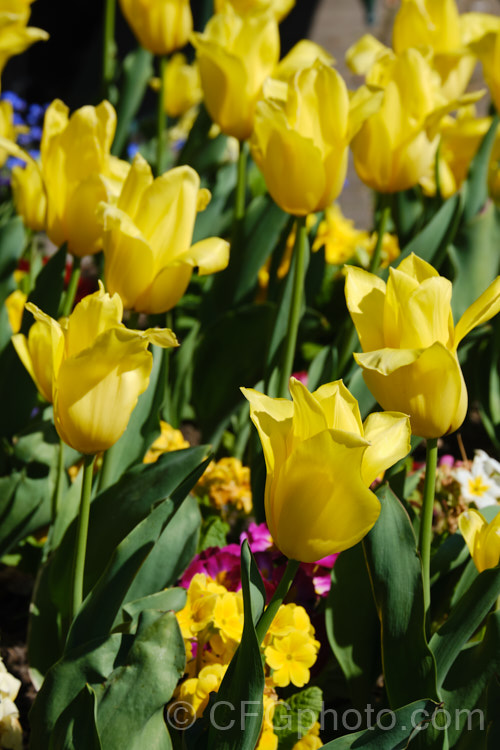 Tulipa 'Bolray. Honey' (<i>Category 3 —. Triumph Hybrid</i>), a cultivar registered by the Dutch company. Remarkable. Tulips, this pure yellow flower is borne on short, weather-resistant stems. Order: Liliales, Family: Liliaceae