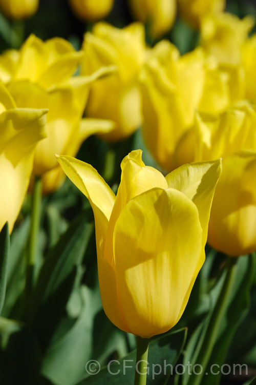 Tulipa 'Bolray. Honey' (<i>Category 3 —. Triumph Hybrid</i>), a cultivar registered by the Dutch company. Remarkable. Tulips, this pure yellow flower is borne on short, weather-resistant stems. Order: Liliales, Family: Liliaceae