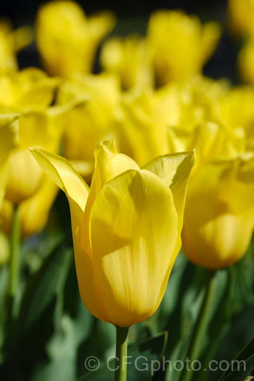 Tulipa 'Bolray. Honey' (<i>Category 3 â€”. Triumph Hybrid</i>), a cultivar registered by the Dutch company. Remarkable. Tulips, this pure yellow flower is borne on short, weather-resistant stems. Order: Liliales, Family: Liliaceae