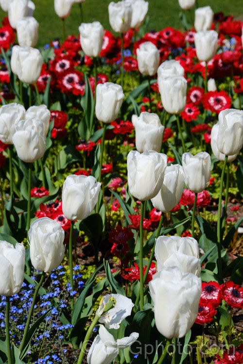 Tulipa 'Snowboard' (<i>Division 3 - Triumph Hybrid</i>), a 40-45cm tall, pure white tulip registered by Tulip. Flower. BV in 2006. Order: Liliales, Family: Liliaceae