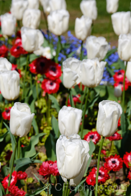 Tulipa 'Snowboard' (<i>Division 3 - Triumph Hybrid</i>), a 40-45cm tall, pure white tulip registered by Tulip. Flower. BV in 2006. Order: Liliales, Family: Liliaceae