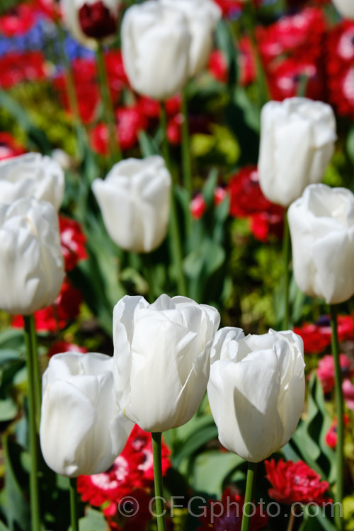 Tulipa 'Snowboard' (<i>Division 3 - Triumph Hybrid</i>), a 40-45cm tall, pure white tulip registered by Tulip. Flower. BV in 2006. Order: Liliales, Family: Liliaceae
