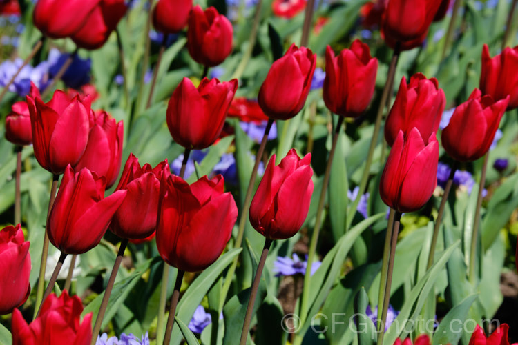 Tulipa 'Red Rover' (<i>Division 3 - Triumph Hybrid</i>), a 45-50cm tall tulip with deep cherry red flowers that show great purity of colour. Order: Liliales, Family: Liliaceae