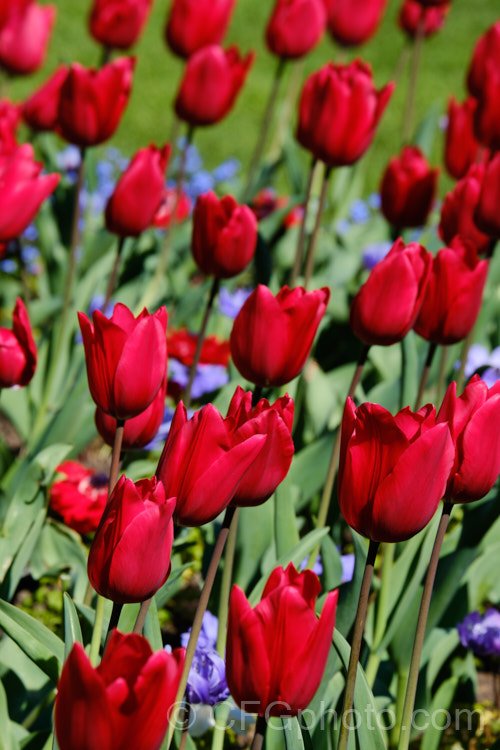 Tulipa 'Red Rover' (<i>Division 3 - Triumph Hybrid</i>), a 45-50cm tall tulip with deep cherry red flowers that show great purity of colour. Order: Liliales, Family: Liliaceae