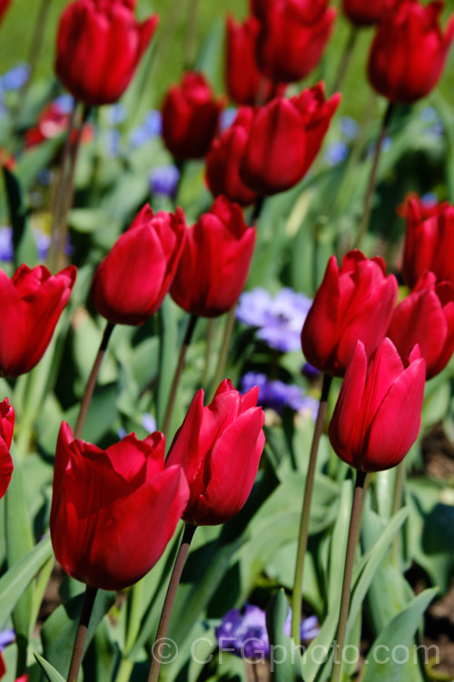 Tulipa 'Red Rover' (<i>Division 3 - Triumph Hybrid</i>), a 45-50cm tall tulip with deep cherry red flowers that show great purity of colour. Order: Liliales, Family: Liliaceae