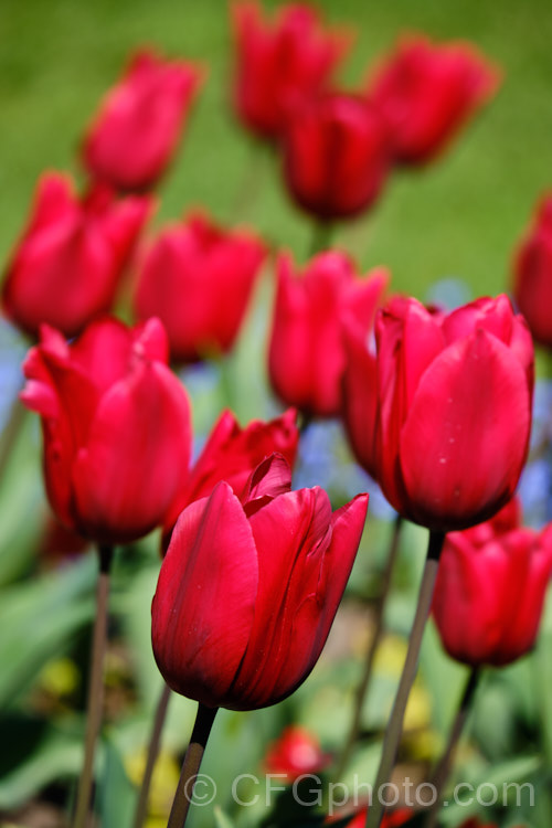 Tulipa 'Red Rover' (<i>Division 3 - Triumph Hybrid</i>), a 45-50cm tall tulip with deep cherry red flowers that show great purity of colour. Order: Liliales, Family: Liliaceae