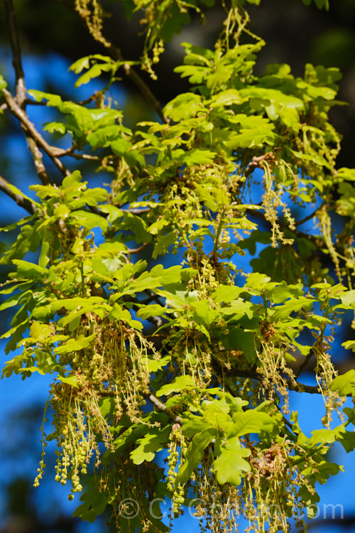 The young spring foliage and flowers of the English Oak (<i>Quercus robur</i>), a large, round-headed deciduous tree found from Britain to western Russia. It lives to a great age and can reach 40m tall, though 20-35m is more common. Order: Fagales, Family: Fagaceae