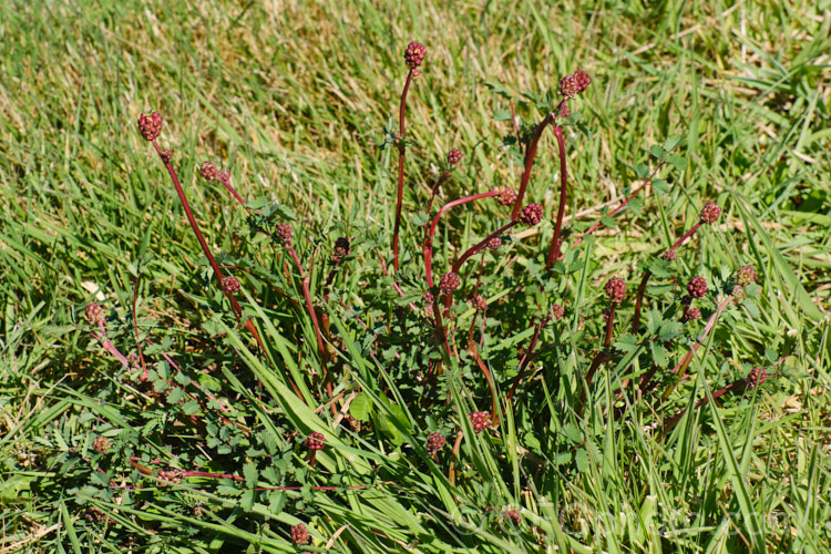 Salad. Burnet, Garden. Burnet or Small. Burnet (<i>Sanguisorba minor</i>), grwoing in the wild as part of meadow vegetation. This 60-90cm tall, Eurasian herbaceous perennial is cultivated as an ornamental, a salad vegetable and a medicinal herb, but the plant can also be a minor weed as it self-sows freely. Its heads of small pinkish red flowers open in mid-spring. sanguisorba-3276htm'>Sanguisorba.