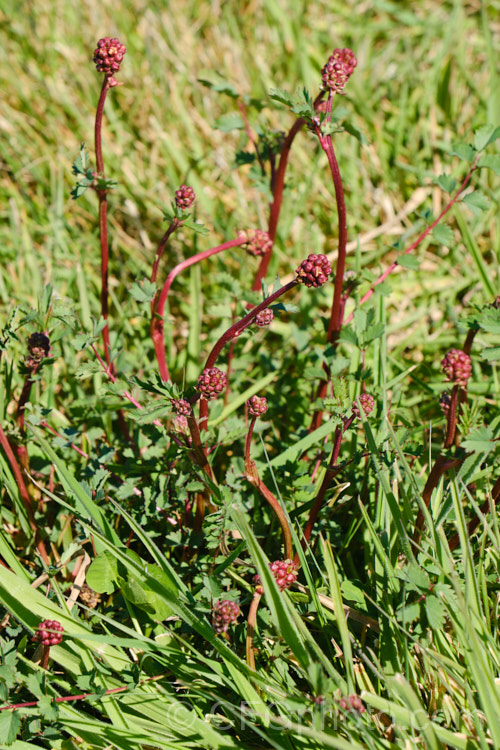 Salad. Burnet, Garden. Burnet or Small. Burnet (<i>Sanguisorba minor</i>), grwoing in the wild as part of meadow vegetation. This 60-90cm tall, Eurasian herbaceous perennial is cultivated as an ornamental, a salad vegetable and a medicinal herb, but the plant can also be a minor weed as it self-sows freely. Its heads of small pinkish red flowers open in mid-spring. sanguisorba-3276htm'>Sanguisorba.