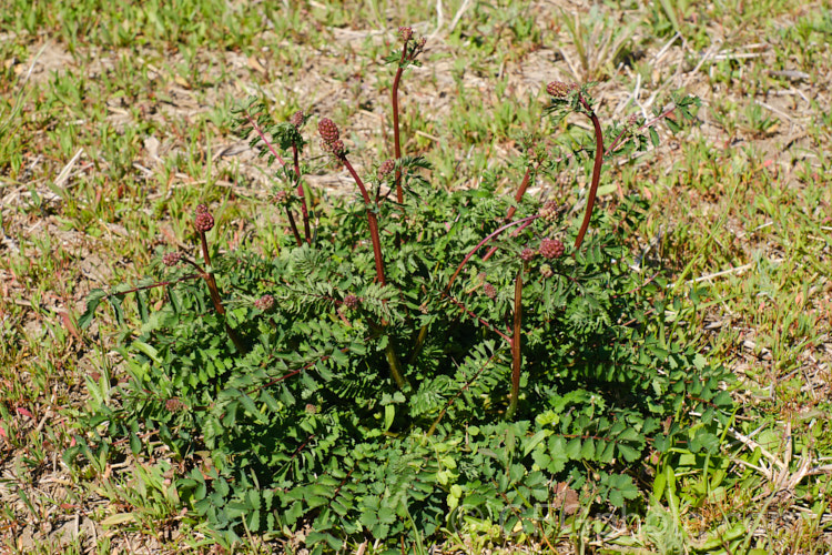 Salad. Burnet, Garden. Burnet or Small. Burnet (<i>Sanguisorba minor</i>), grwoing in the wild as part of meadow vegetation. This 60-90cm tall, Eurasian herbaceous perennial is cultivated as an ornamental, a salad vegetable and a medicinal herb, but the plant can also be a minor weed as it self-sows freely. Its heads of small pinkish red flowers open in mid-spring. sanguisorba-3276htm'>Sanguisorba.