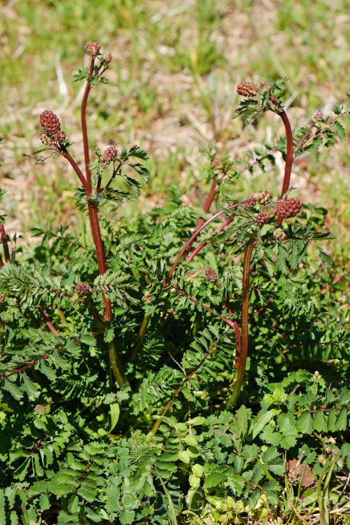 Salad. Burnet, Garden. Burnet or Small. Burnet (<i>Sanguisorba minor</i>), grwoing in the wild as part of meadow vegetation. This 60-90cm tall, Eurasian herbaceous perennial is cultivated as an ornamental, a salad vegetable and a medicinal herb, but the plant can also be a minor weed as it self-sows freely. Its heads of small pinkish red flowers open in mid-spring. sanguisorba-3276htm'>Sanguisorba.