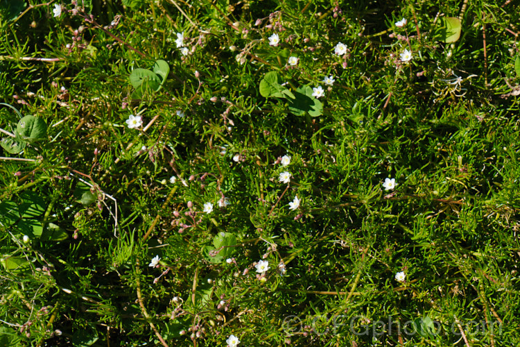 Corn. Spurrey (<i>Spergularia arvensis</i>), a spring- to early summer-flowering, ground-covering hardy annual that scrambles through other plants, clinging to their stems by the small hairs on its very flexible stems. spergularia-3322htm'>Spergularia. Order: Caryophyllales, Family: Caryophyllaceae
