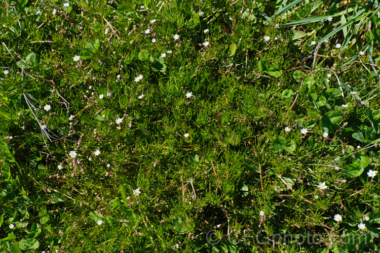 Corn. Spurrey (<i>Spergularia arvensis</i>), a spring- to early summer-flowering, ground-covering hardy annual that scrambles through other plants, clinging to their stems by the small hairs on its very flexible stems. spergularia-3322htm'>Spergularia. Order: Caryophyllales, Family: Caryophyllaceae