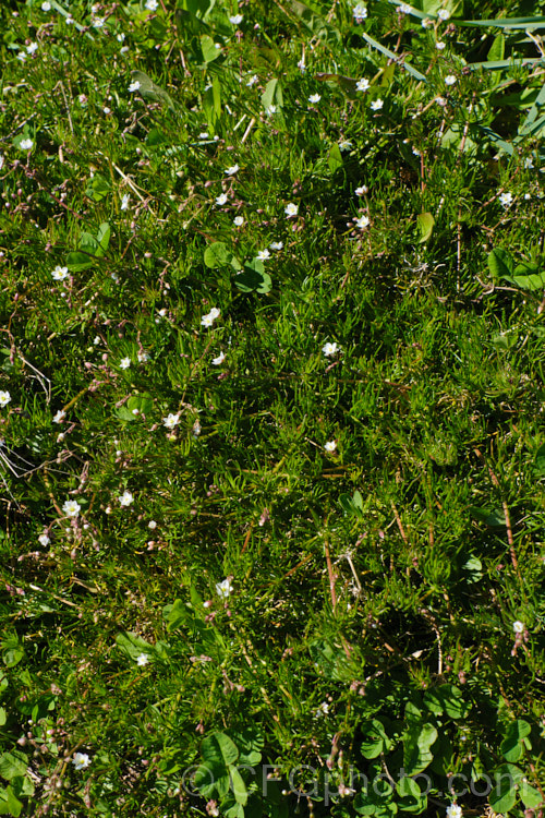 Corn. Spurrey (<i>Spergularia arvensis</i>), a spring- to early summer-flowering, ground-covering hardy annual that scrambles through other plants, clinging to their stems by the small hairs on its very flexible stems. spergularia-3322htm'>Spergularia. Order: Caryophyllales, Family: Caryophyllaceae