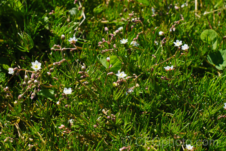 Corn. Spurrey (<i>Spergularia arvensis</i>), a spring- to early summer-flowering, ground-covering hardy annual that scrambles through other plants, clinging to their stems by the small hairs on its very flexible stems. spergularia-3322htm'>Spergularia. Order: Caryophyllales, Family: Caryophyllaceae