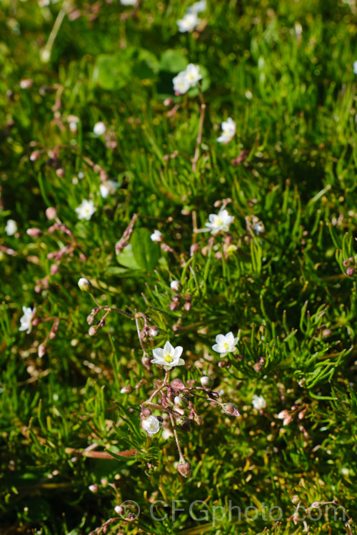 Corn. Spurrey (<i>Spergularia arvensis</i>), a spring- to early summer-flowering, ground-covering hardy annual that scrambles through other plants, clinging to their stems by the small hairs on its very flexible stems. spergularia-3322htm'>Spergularia. Order: Caryophyllales, Family: Caryophyllaceae