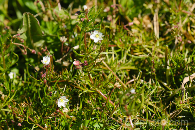 Corn. Spurrey (<i>Spergularia arvensis</i>), a spring- to early summer-flowering, ground-covering hardy annual that scrambles through other plants, clinging to their stems by the small hairs on its very flexible stems. spergularia-3322htm'>Spergularia. Order: Caryophyllales, Family: Caryophyllaceae