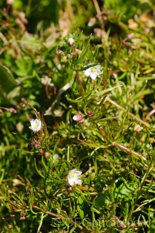 Corn. Spurrey (<i>Spergularia arvensis</i>), a spring- to early summer-flowering, ground-covering hardy annual that scrambles through other plants, clinging to their stems by the small hairs on its very flexible stems. spergularia-3322htm'>Spergularia. Order: Caryophyllales, Family: Caryophyllaceae