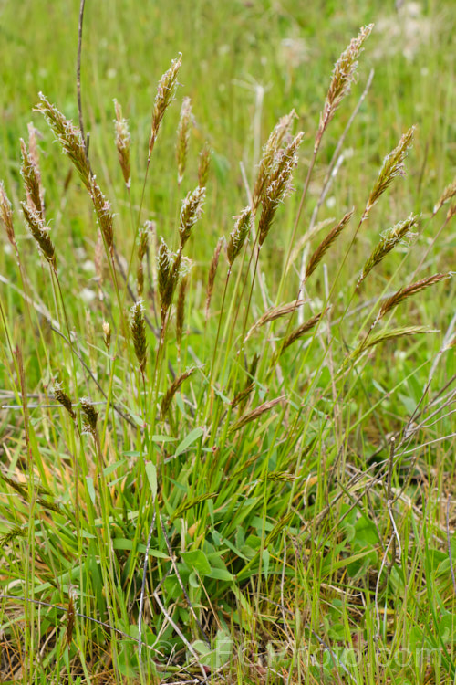 Sweet Vernal, Holy. Grass, Buffalo. Grass or Vanilla. Grass (Anthoxanthum odoratum), a short-lived perennial Eurasian grass that is now well-established in many temperate areas. Its flower stems are up to 50cm and have usually dried of by early summer, when they turn a golden colour. It is cultivated as a lawn grass and emits a vanilla scent when cut. anthoxanthum-3625htm'>Anthoxanthum. .