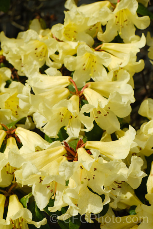 Rhododendron 'Parisienne' (<i>Rhododendron valentianum x Rhododendron burmanicum</i>), an early-flowering hybrid with bronze foliage. Raised by Rothschild in 1947, it was among the first yellow-flowered hybrids and in common with many of these it lacks hardiness. The modern form of 'Parisienne' is more compact than the original cultivar and is sometimes called 'Parisienne. Improved', though as it has largely replaced the earlier form this distinction is hardly necessary