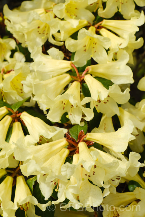 Rhododendron 'Parisienne' (<i>Rhododendron valentianum x Rhododendron burmanicum</i>), an early-flowering hybrid with bronze foliage. Raised by Rothschild in 1947, it was among the first yellow-flowered hybrids and in common with many of these it lacks hardiness. The modern form of 'Parisienne' is more compact than the original cultivar and is sometimes called 'Parisienne. Improved', though as it has largely replaced the earlier form this distinction is hardly necessary