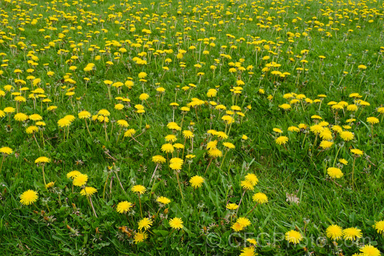 Dandelion (<i>Taraxacum campylodes [syns. Taraxacum officinale, Taraxacum vulgare</i>), a common weed of lawns and pastures, originally native to the Northern Hemisphere but now widespread. It is commonly used by herbalists and in salads. This seedhead will soon break up and disperse its seeds on the wind. taraxacum-3348htm'>Taraxacum.