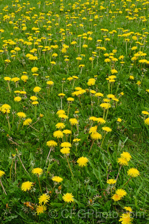 Dandelion (<i>Taraxacum campylodes [syns. Taraxacum officinale, Taraxacum vulgare</i>), a common weed of lawns and pastures, originally native to the Northern Hemisphere but now widespread. It is commonly used by herbalists and in salads. This seedhead will soon break up and disperse its seeds on the wind. taraxacum-3348htm'>Taraxacum.