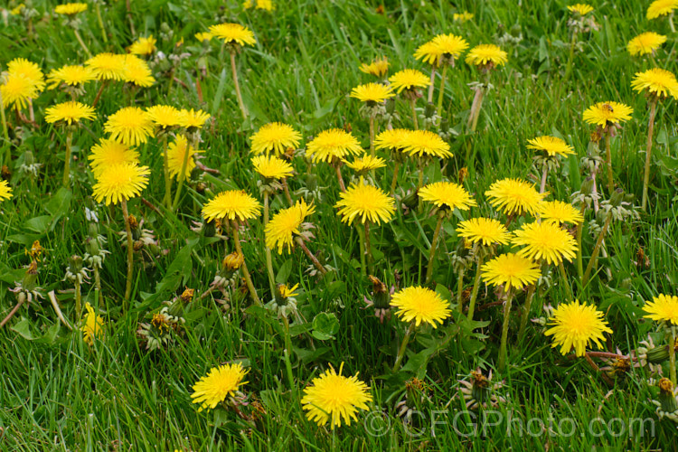 Dandelion (<i>Taraxacum campylodes [syns. Taraxacum officinale, Taraxacum vulgare</i>), a common weed of lawns and pastures, originally native to the Northern Hemisphere but now widespread. It is commonly used by herbalists and in salads. This seedhead will soon break up and disperse its seeds on the wind. taraxacum-3348htm'>Taraxacum.