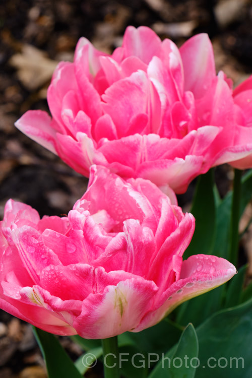 Tulipa 'Foxtrot' (<i>Division 2 —. Double. Early</i>), a subtly shaded double-flowered tulip with flower stems to 40cm high. It is also noticeably scented. Order: Liliales, Family: Liliaceae