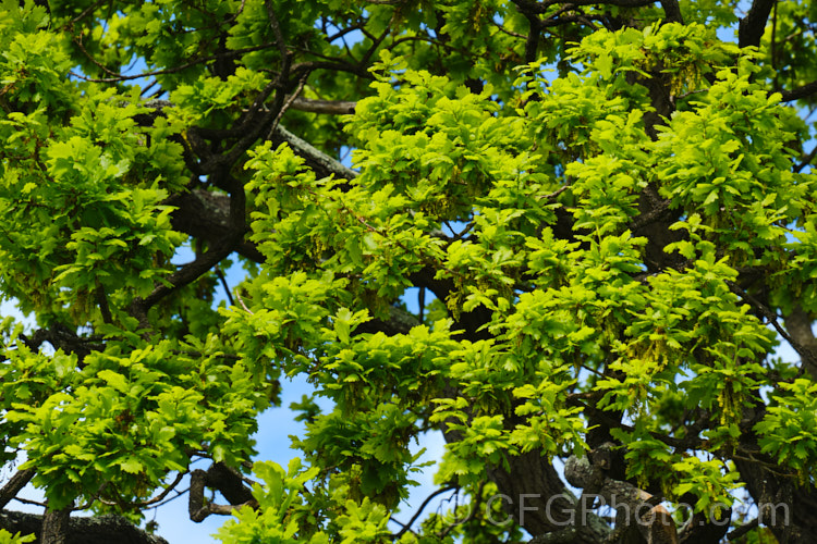 The bright green spring foliage of the English Oak (<i>Quercus robur</i>), a large, round-headed deciduous tree found from Britain to western Russia. It lives to a great age and can reach 40m tall, though 20-35m is more common. Order: Fagales, Family: Fagaceae