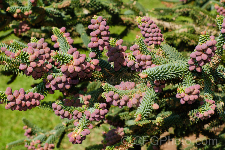 The almost ready to open pollen cones of the Spanish Fir or Hedgehog Fir (<i>Abies pinsapo</i>), a 35m tall coniferous tree native to southern Spain and northern Morocco. In the southern part of its range, it occurs at elevations of up to 2100m. There are many cultivated forms. Order: Pinales, Family: Pinaceae