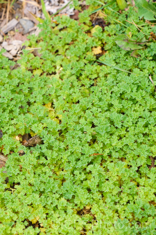 Field Parsley. Piert or Western Lady's Mantle (<i>Aphanes arvensis</i>), a small, spreading groundcover with tiny petalless flowers in the warmer months. While considered a minor weed, its preference for gravelly soils means it is seldom a problem in cultivation