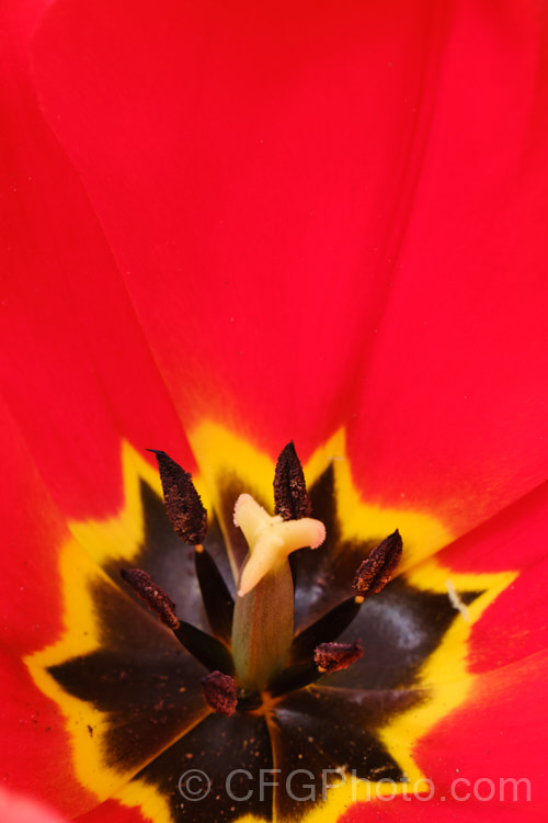 Tulipa 'Apeldoorn' (<i>Category 4 —. Darwin. Hybrid</i>), probably the most widely grown of the bright red. Darwin hybrids, this is a tough, reliable and adaptable flower. Order: Liliales, Family: Liliaceae