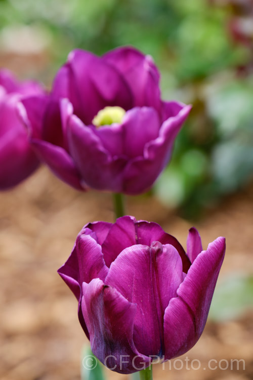 Tulipa 'Bleu. Aimable', a mauve purple. Division 5 (<i>Single. Late</i>) tulip hybrid that is notable for its blue centre. This tulip arose in 1910 as a sport of 'Blue Parrot'. Order: Liliales, Family: Liliaceae