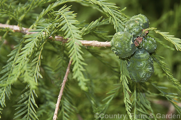Swamp Cypress (<i>Taxodium distichum</i>) summer foliage with maturing cones. One of the few deciduous conifers. Capable of growing in shallow water, this species is native to the southeast United States. taxodium-2129htm'>Taxodium. Order: Pinales, Family: Cupressaceae