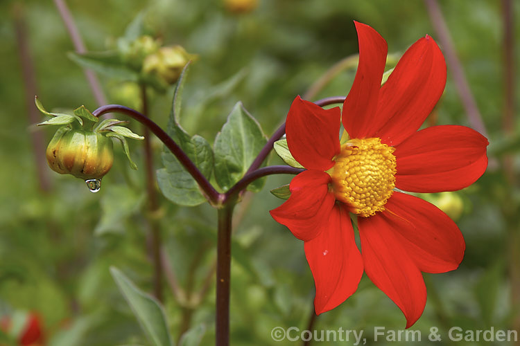 Dahlia coccinea, one of the principal parents of the garden dahlias, this species can grow to as much as 3m tall and is found from Mexico to Guatemala. Although usually a bright orange-red, the ray florets may be any shade from yellow to deep maroon and the foliage may show purple tints. Order: Asterales, Family: Asteraceae