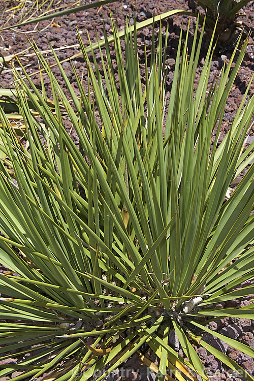San. Angelo. Yucca (<i>Yucca reverchonii</i>), an evergreen native to southern Texas. It is stemless and its narrow, spine-tipped leaves are up to 55cm long. The flower stems are around 1m tall and the greenish-cream flowers open in summer.