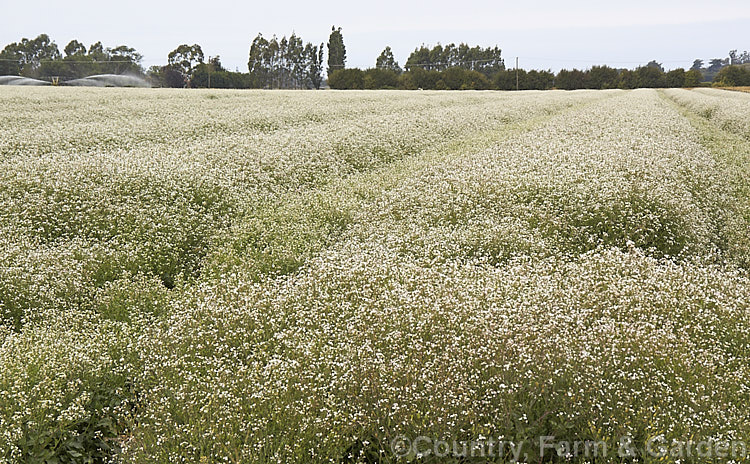 A field of Fodder. Radish (<i>Raphanus sativus</i>), a cover crop grown as stock feed and to control certain soil pests. This crop in New Zealand could help lower the incidence of Australian soldier fly larvae in the soil, which is a pest of pasture plants. The garden radishes are also mostly cultivars of Raphanus sativus