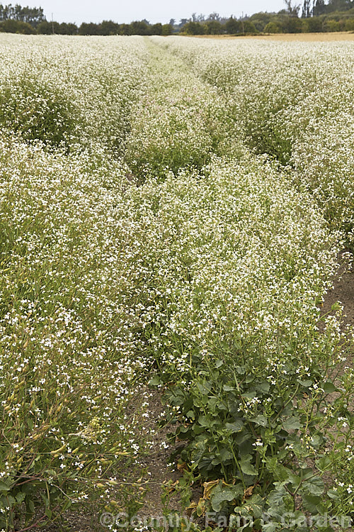 A field of Fodder. Radish (<i>Raphanus sativus</i>), a cover crop grown as stock feed and to control certain soil pests. This crop in New Zealand could help lower the incidence of Australian soldier fly larvae in the soil, which is a pest of pasture plants. The garden radishes are also mostly cultivars of Raphanus sativus