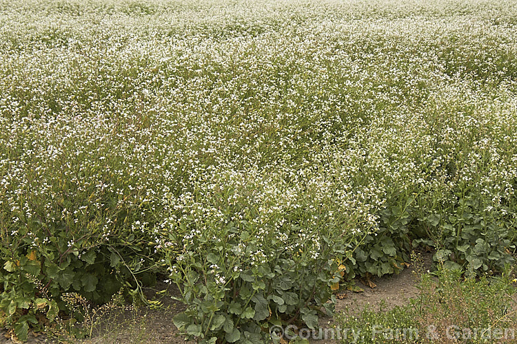 A field of Fodder. Radish (<i>Raphanus sativus</i>), a cover crop grown as stock feed and to control certain soil pests. This crop in New Zealand could help lower the incidence of Australian soldier fly larvae in the soil, which is a pest of pasture plants. The garden radishes are also mostly cultivars of Raphanus sativus