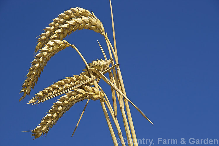 Common Wheat or Bread. Wheat (<i>Triticum aestivum</i>), originating in the Middle. East and among the first cultivated plants, wheat is a vitally important cereal crop for much of the world. It is the primary constituent of most breads and cakes and is used in many other baked goods. triticum-2291htm'>Triticum. .