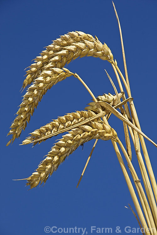 Common Wheat or Bread. Wheat (<i>Triticum aestivum</i>), originating in the Middle. East and among the first cultivated plants, wheat is a vitally important cereal crop for much of the world. It is the primary constituent of most breads and cakes and is used in many other baked goods. triticum-2291htm'>Triticum. .