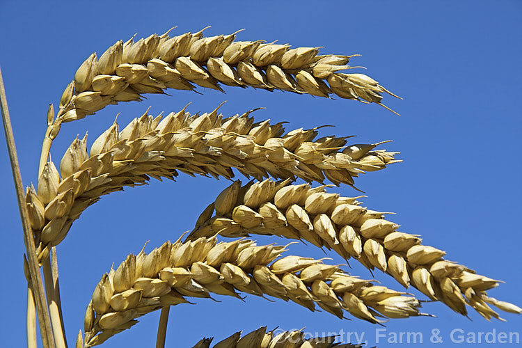 Common Wheat or Bread. Wheat (<i>Triticum aestivum</i>), originating in the Middle. East and among the first cultivated plants, wheat is a vitally important cereal crop for much of the world. It is the primary constituent of most breads and cakes and is used in many other baked goods. triticum-2291htm'>Triticum. .