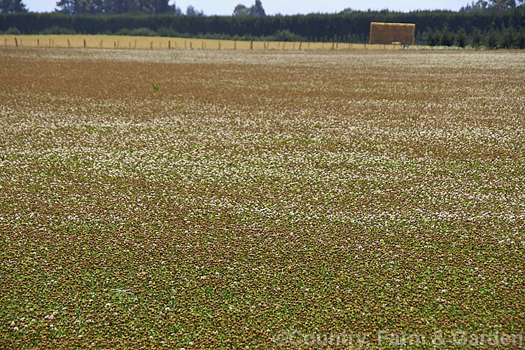 A field of White Clover (<i>Trifolium repens</i>), a European species widely grown in pastures as fodder, for its nitrogen fixing properties and for honey production. The heat shimmer in this image is intentional, creating an impressionistic or pointillist effect. trifolium-3369htm'>Trifolium.