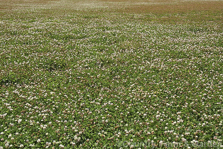 A field of White Clover (<i>Trifolium repens</i>), a European species widely grown in pastures as fodder, for its nitrogen fixing properties and for honey production. trifolium-3369htm'>Trifolium.