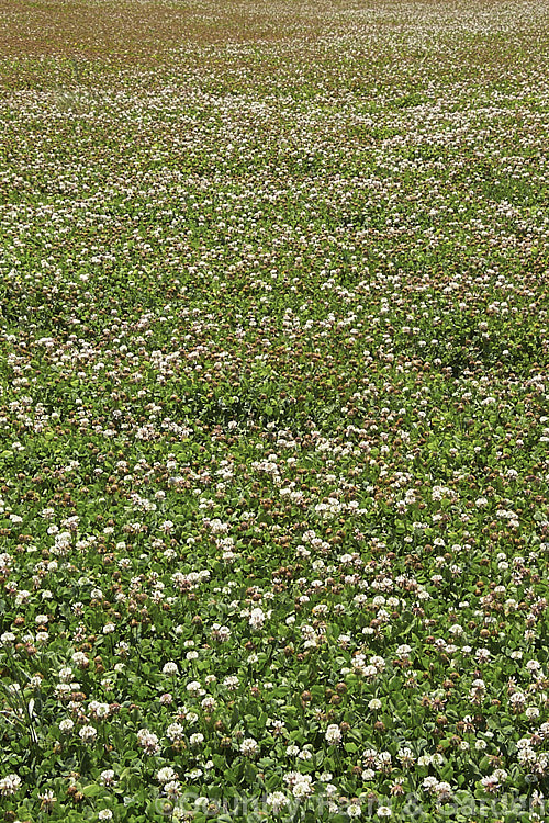 A field of White Clover (<i>Trifolium repens</i>), a European species widely grown in pastures as fodder, for its nitrogen fixing properties and for honey production. trifolium-3369htm'>Trifolium.