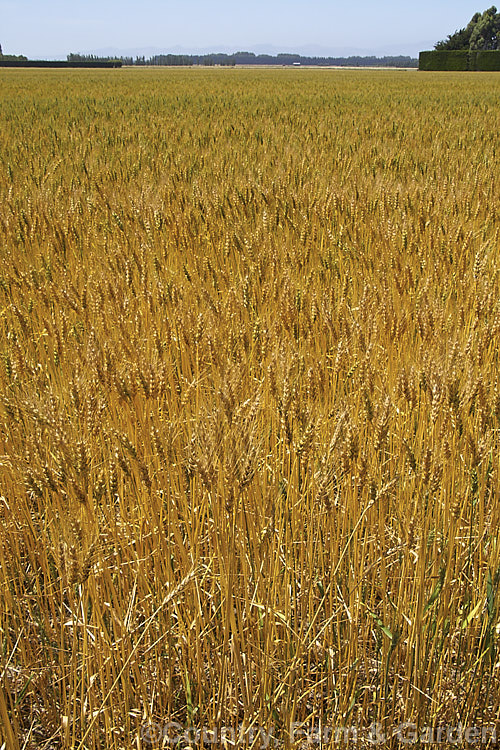 Rye (<i>Secale cereale</i>), once the primary bread grain of Europe, this grain, found from Turkey to Iran and the plains of Central Asia, was largely superseded by wheat. It still remains popular, though, for adding its distinctive flavour and colour to breads, crackers and other baked goods, as well as for the production of rye whisky. While true rye whisky must be made from at least 51% rye, the grain also used in many other whiskies where barley is the predominant grain. secale-3300htm'>Secale. .