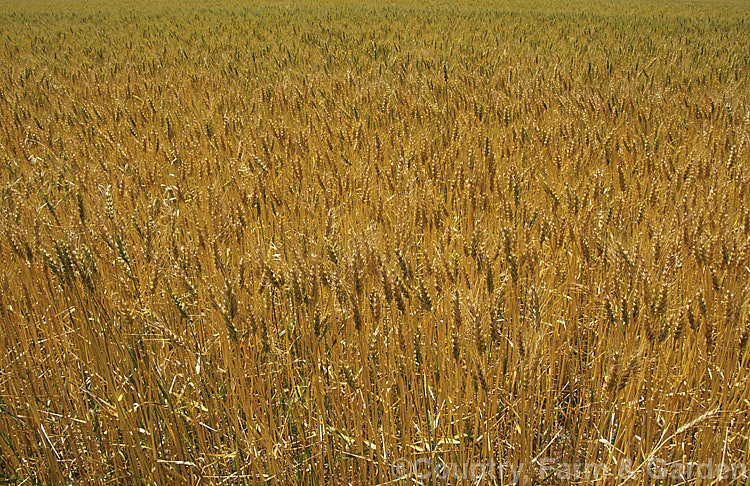 Rye (<i>Secale cereale</i>), once the primary bread grain of Europe, this grain, found from Turkey to Iran and the plains of Central Asia, was largely superseded by wheat. It still remains popular, though, for adding its distinctive flavour and colour to breads, crackers and other baked goods, as well as for the production of rye whisky. While true rye whisky must be made from at least 51% rye, the grain also used in many other whiskies where barley is the predominant grain. secale-3300htm'>Secale. .