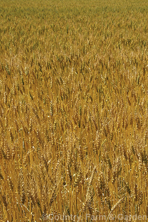 Rye (<i>Secale cereale</i>), once the primary bread grain of Europe, this grain, found from Turkey to Iran and the plains of Central Asia, was largely superseded by wheat. It still remains popular, though, for adding its distinctive flavour and colour to breads, crackers and other baked goods, as well as for the production of rye whisky. While true rye whisky must be made from at least 51% rye, the grain also used in many other whiskies where barley is the predominant grain. secale-3300htm'>Secale. .